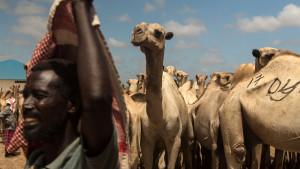 somali camel