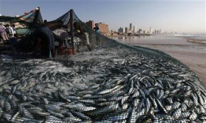 Fishermen empty nets of sardines on Durban's Addington beach, July 26, 2010. REUTERS/Rogan Ward