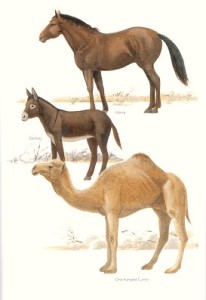 horse-donkey-and-camel